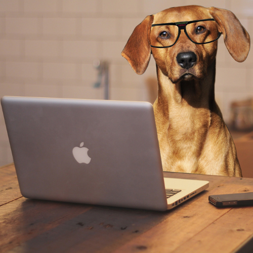 Camping with the dog